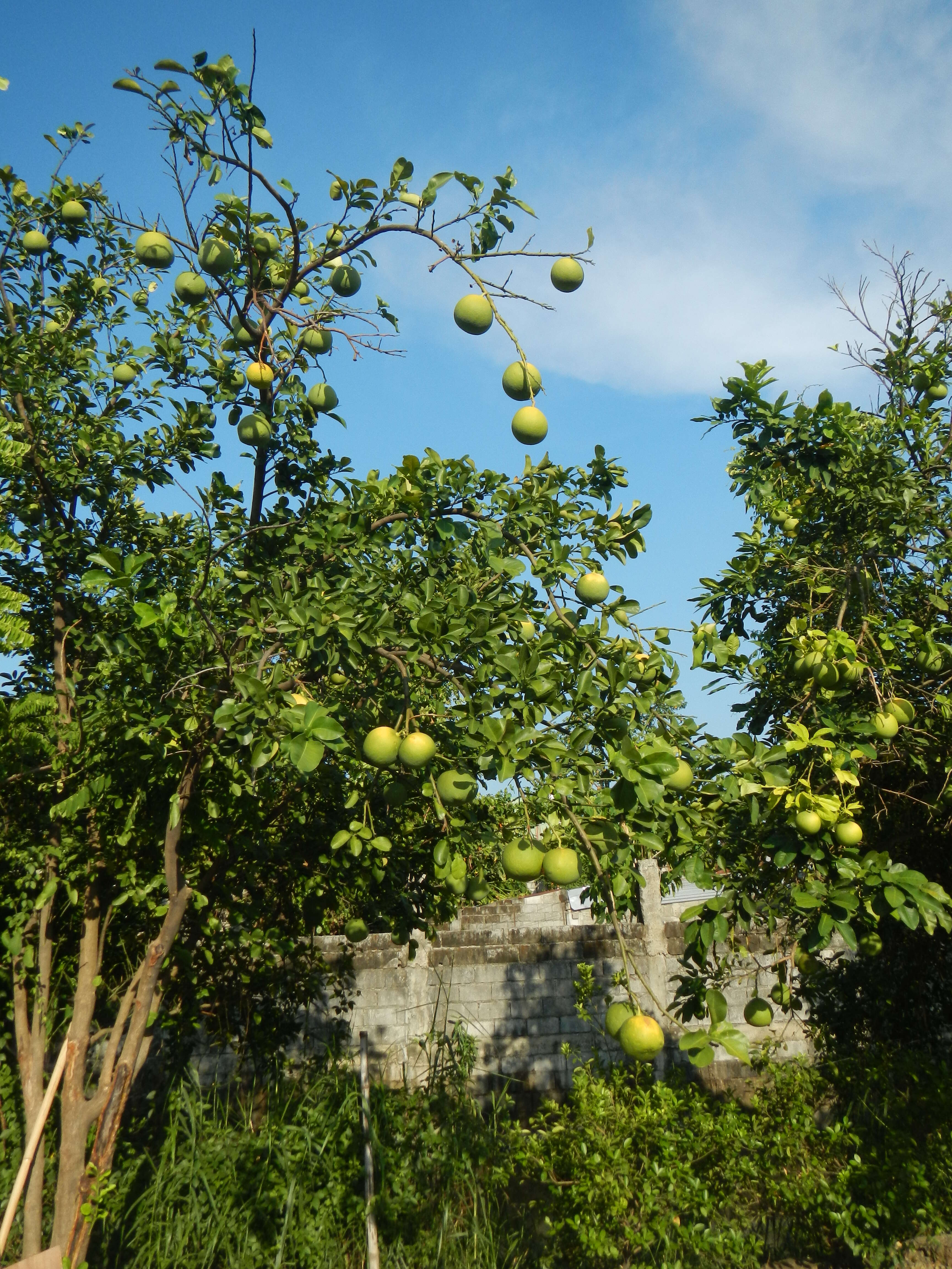 Image of Citrus maxima