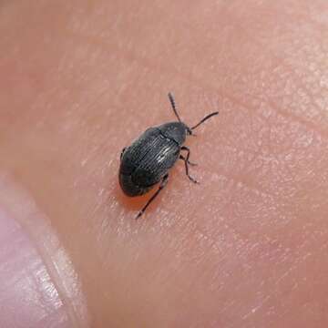 Image of Broom Seed Beetle