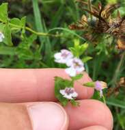 Clinopodium brownei (Sw.) Kuntze resmi