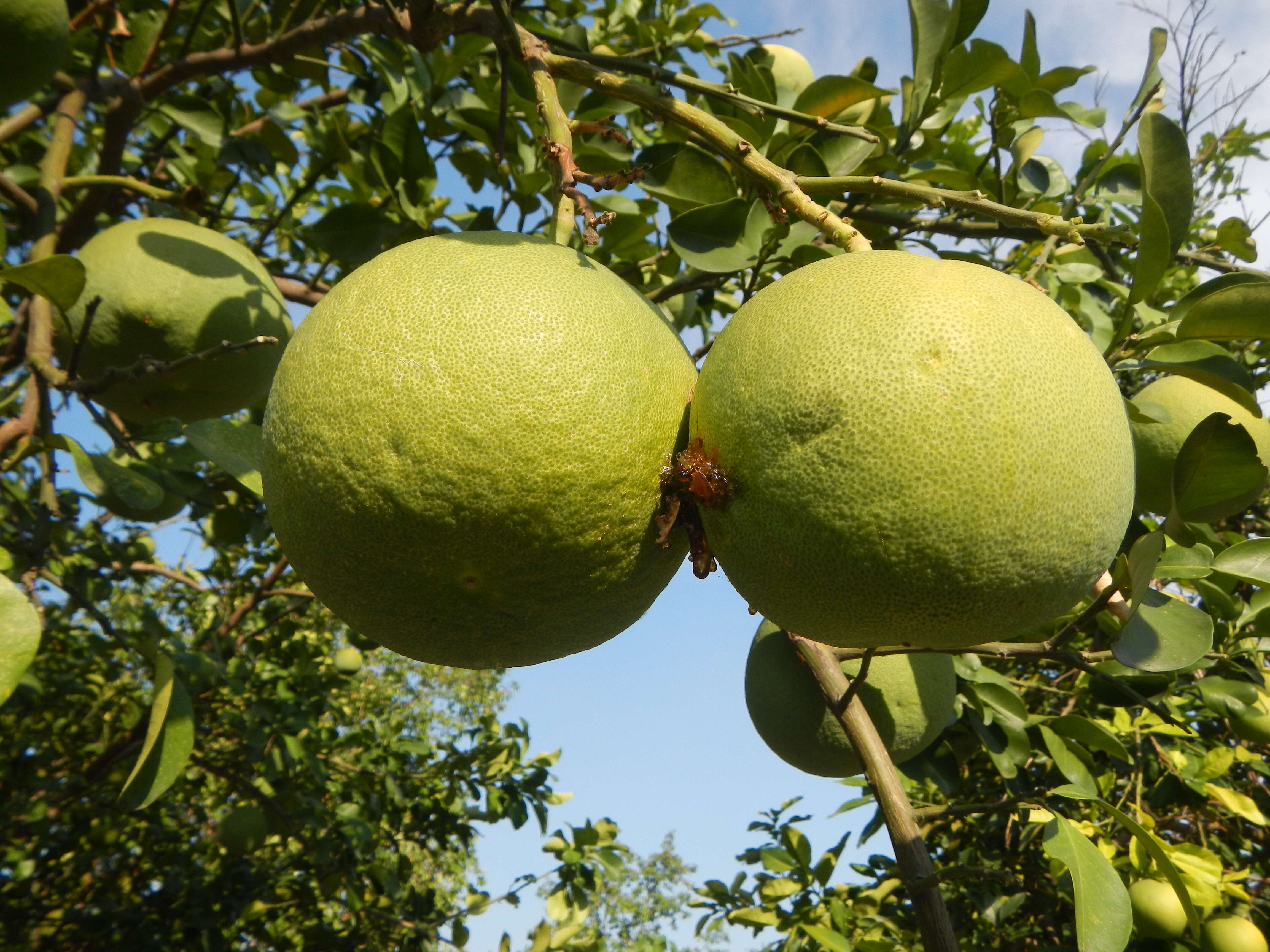 Image of Citrus maxima