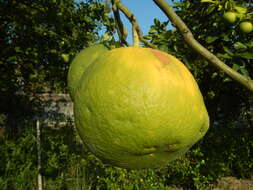 Image of Citrus maxima