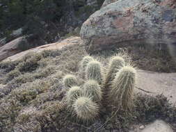 Image of Leding's Hedgehog Cactus