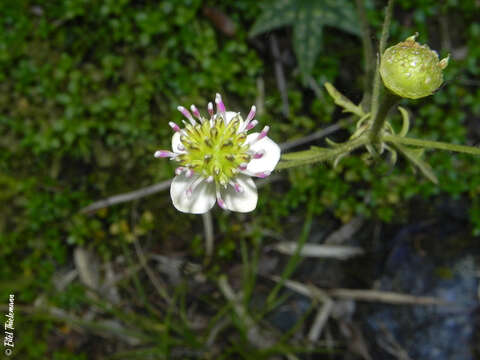 Knowltonia hepaticifolia (Hook. fil.) Christenh. & Byng的圖片