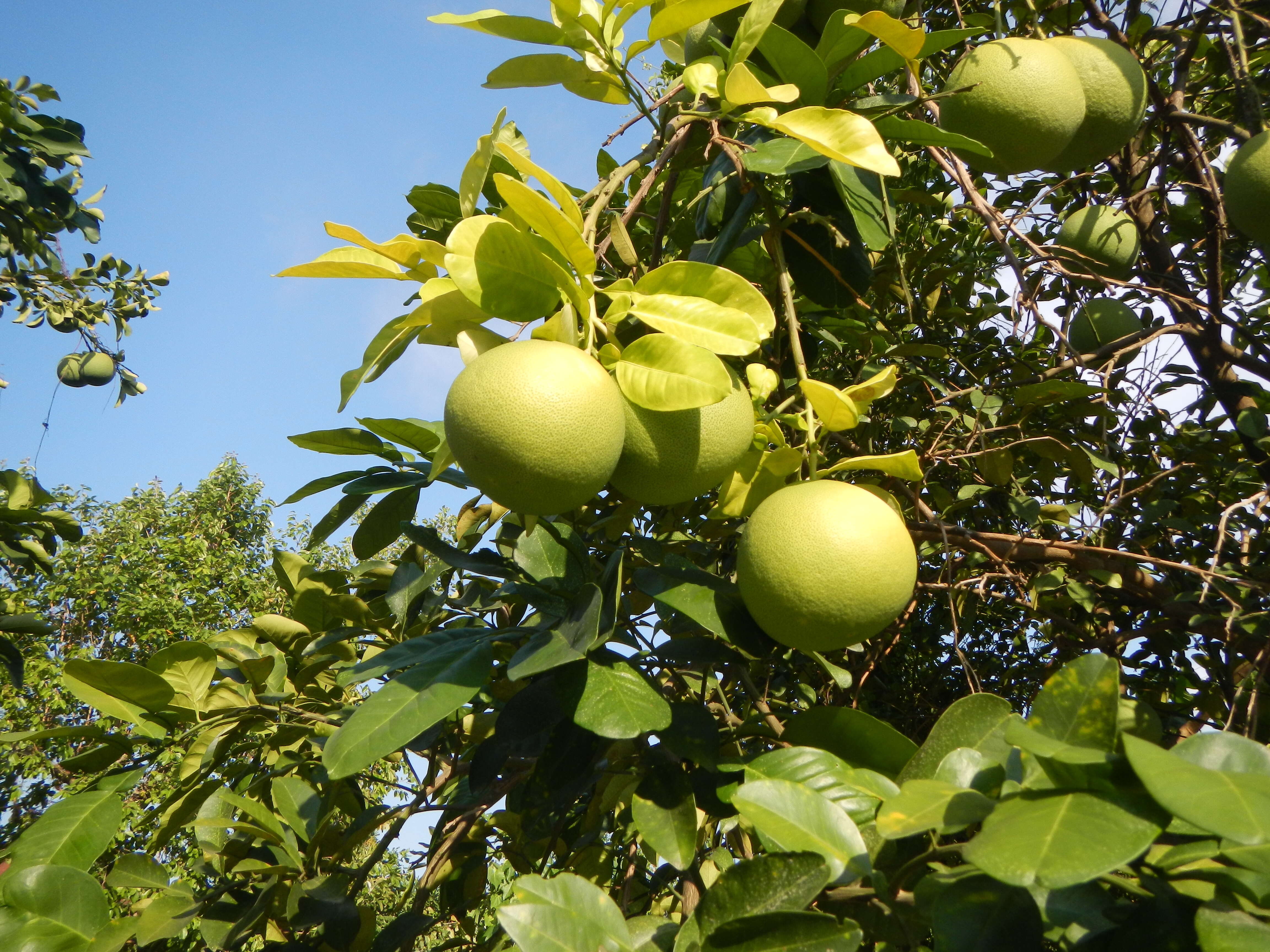 Image of Citrus maxima