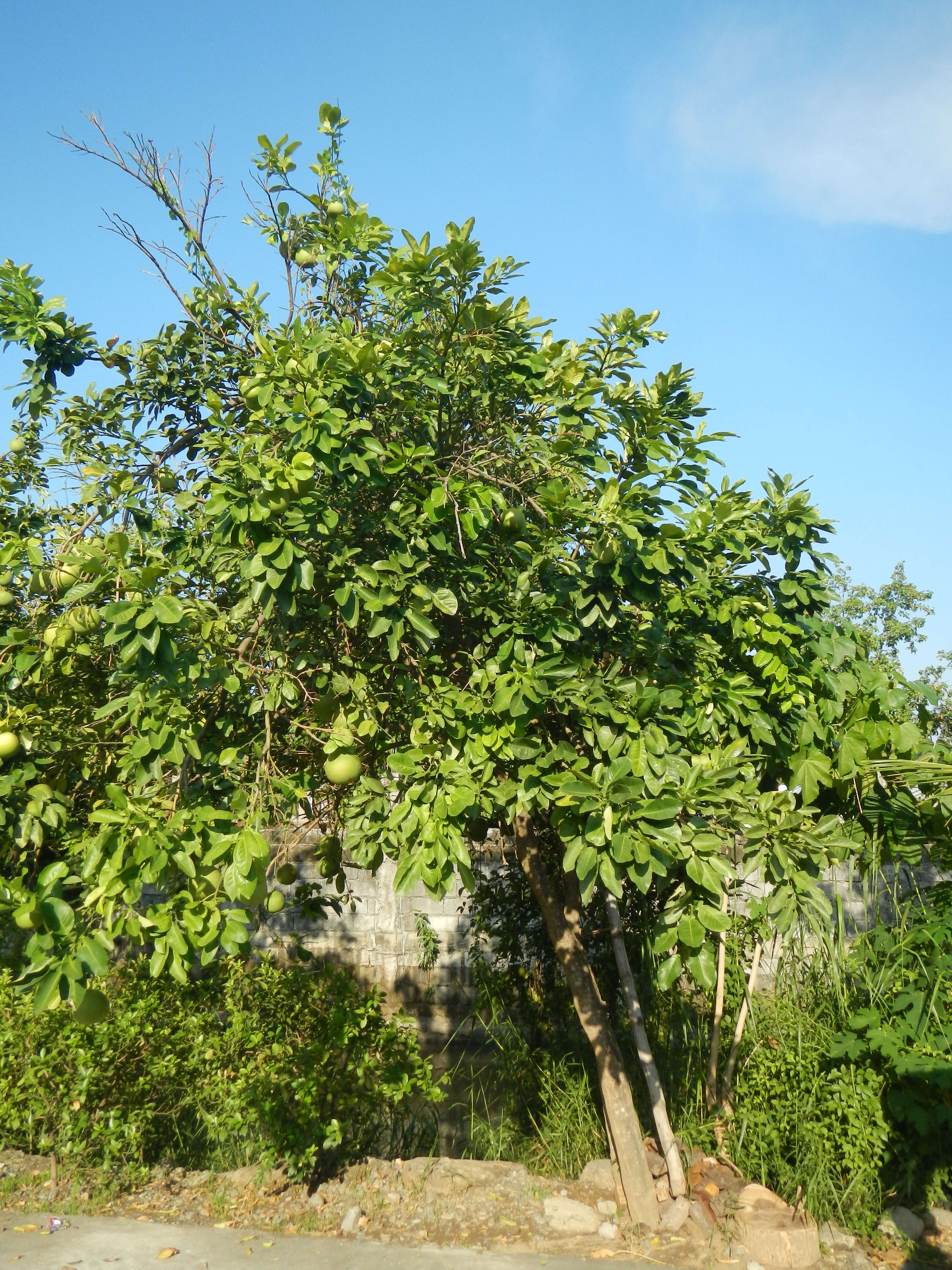 Image of Citrus maxima