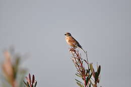 Image of Linnets