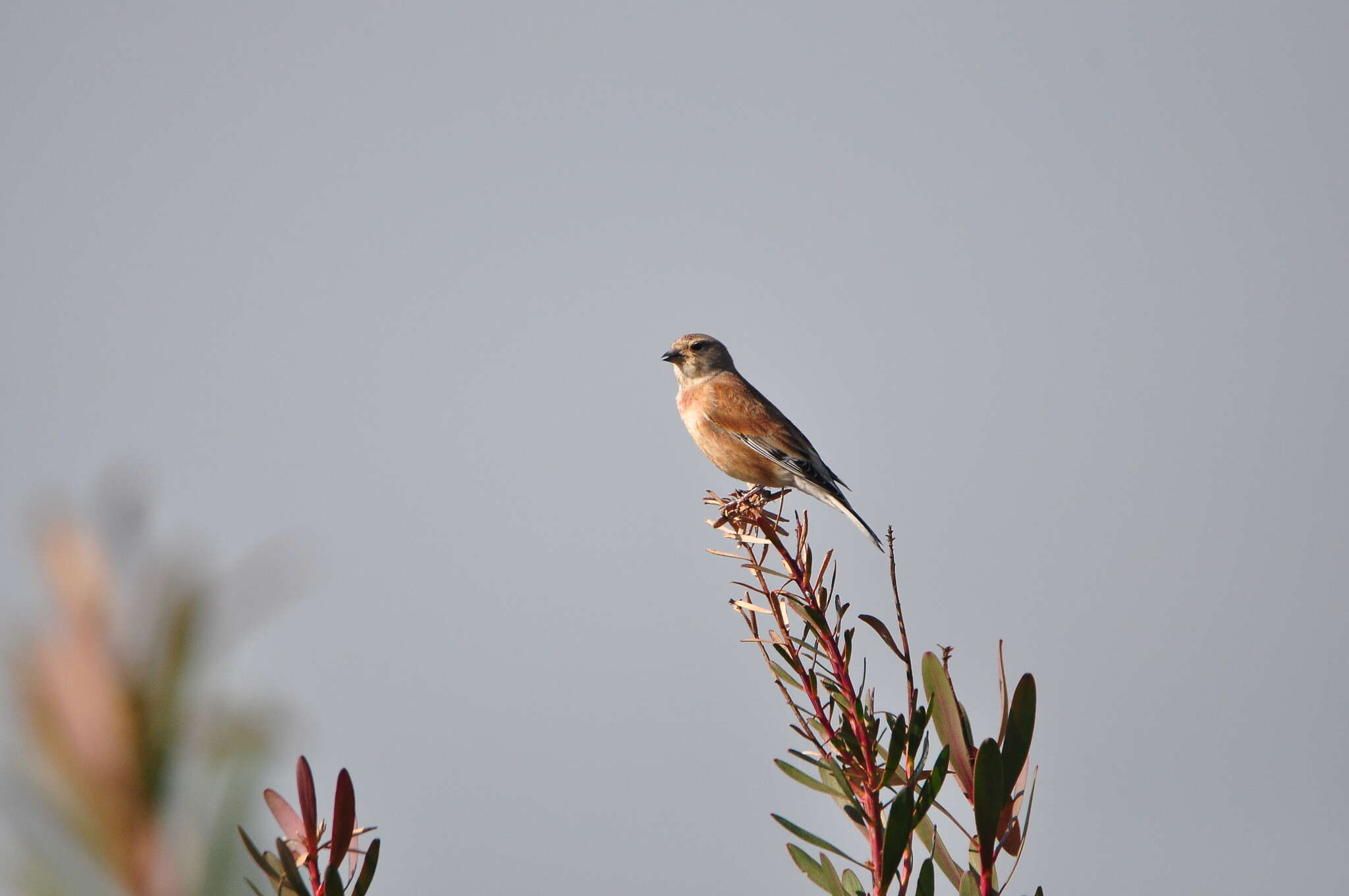 Image of Linnets