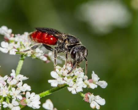 Слика од Sphecodes dichrous Smith 1853