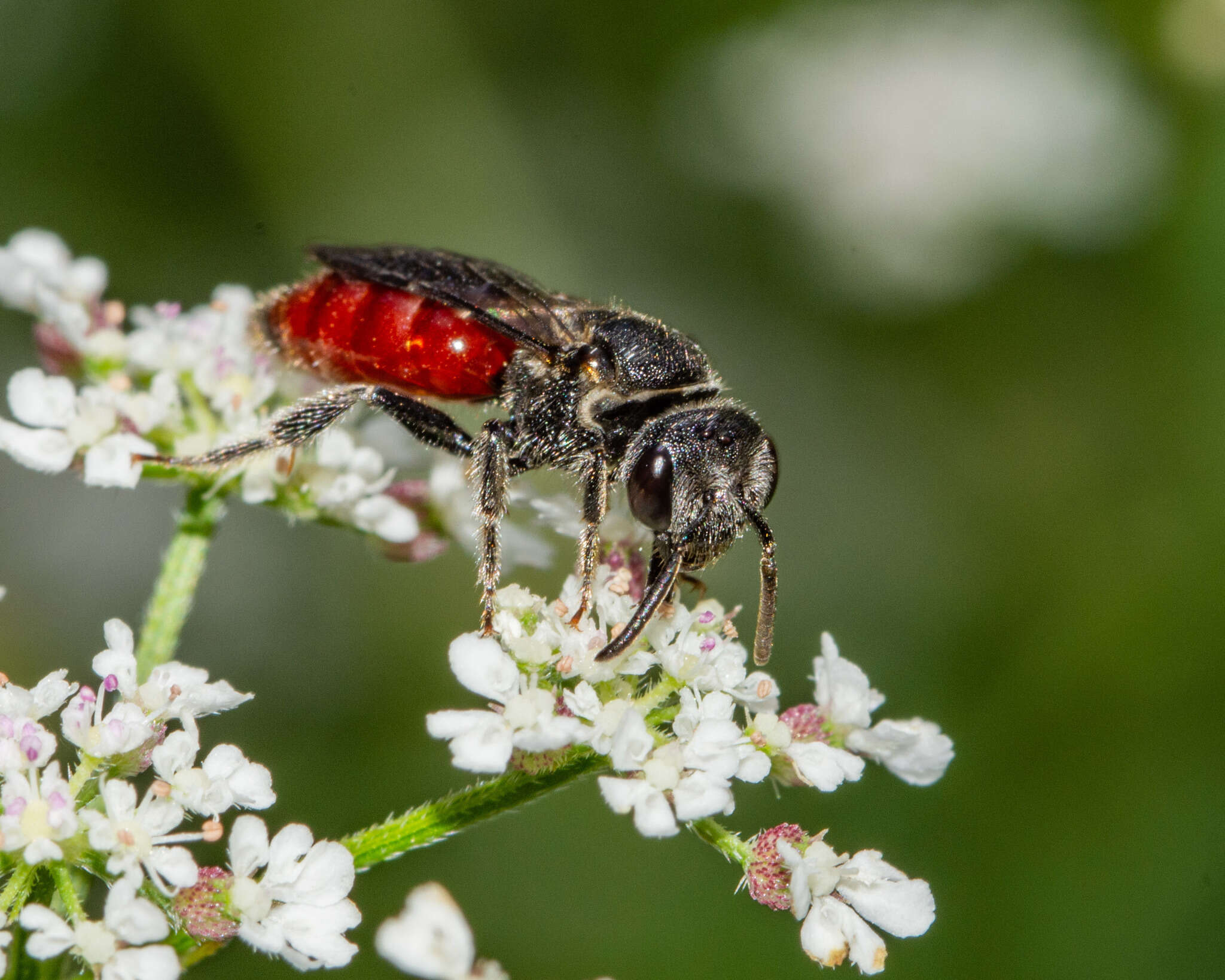 Image of Sphecodes dichrous Smith 1853