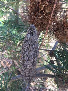 Imagem de Banksia spinulosa Sm.