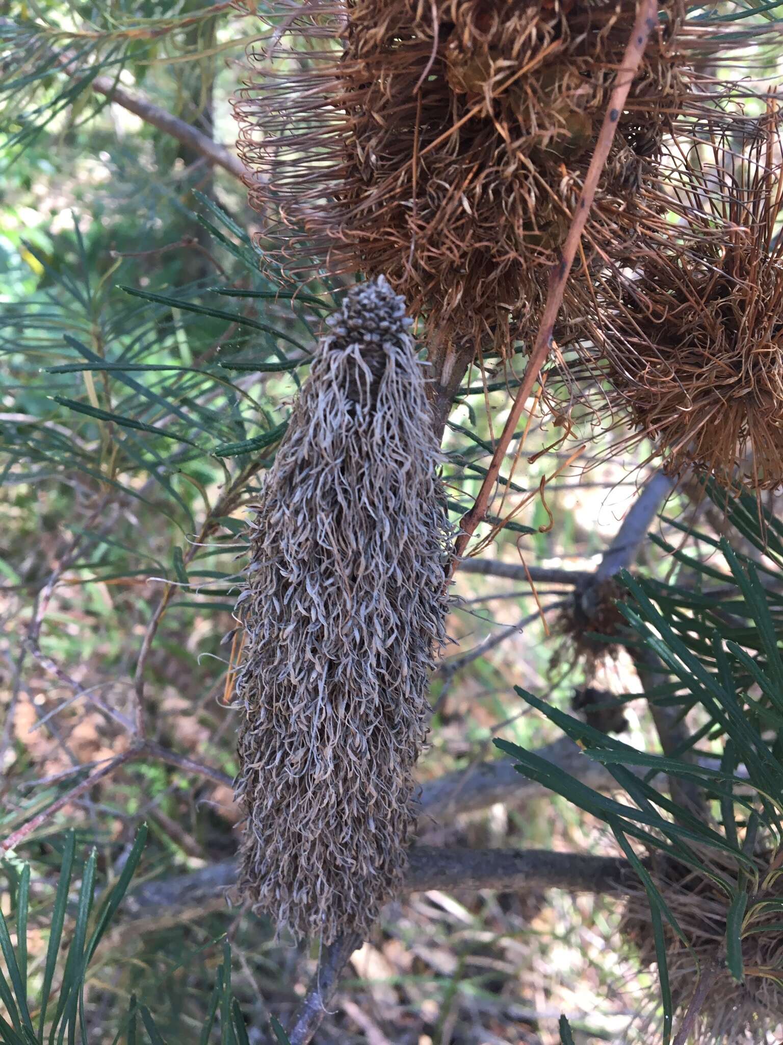 Image of hairpin banksia