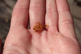 Image of sargassum crab