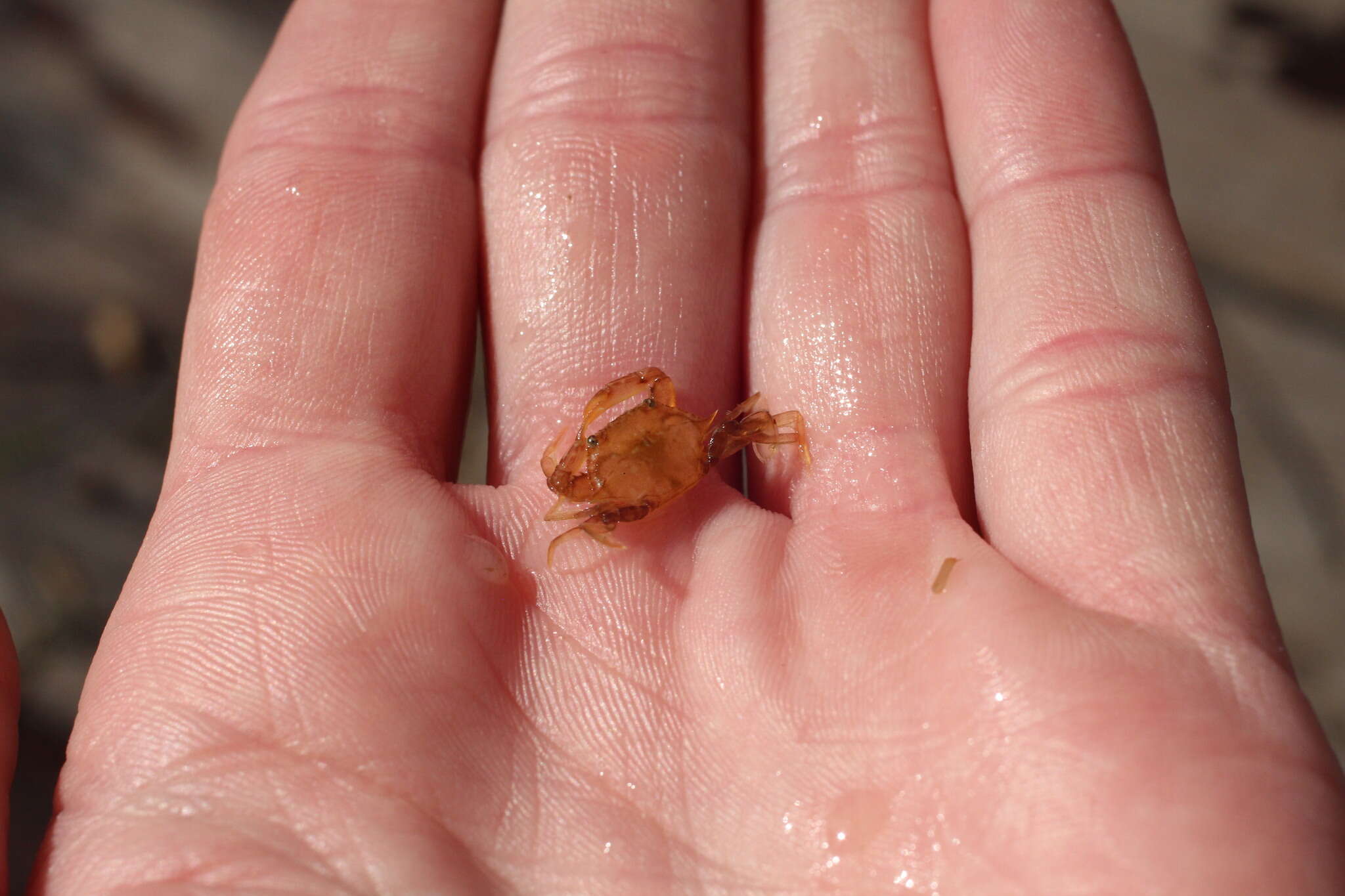 Image of sargassum crab