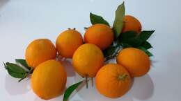 Image of Citrus × sinensis