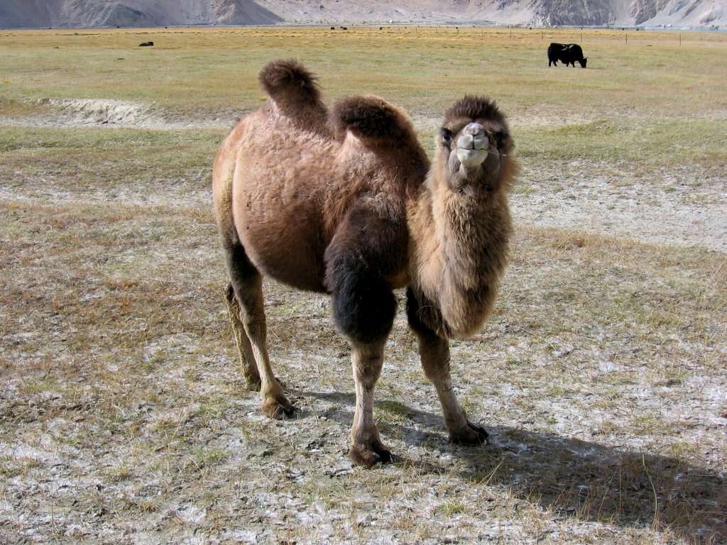 Image of Bactrian camel