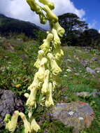 Image of monkshood