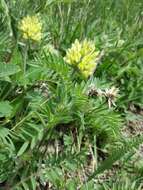 Oxytropis pilosa (L.) DC. resmi