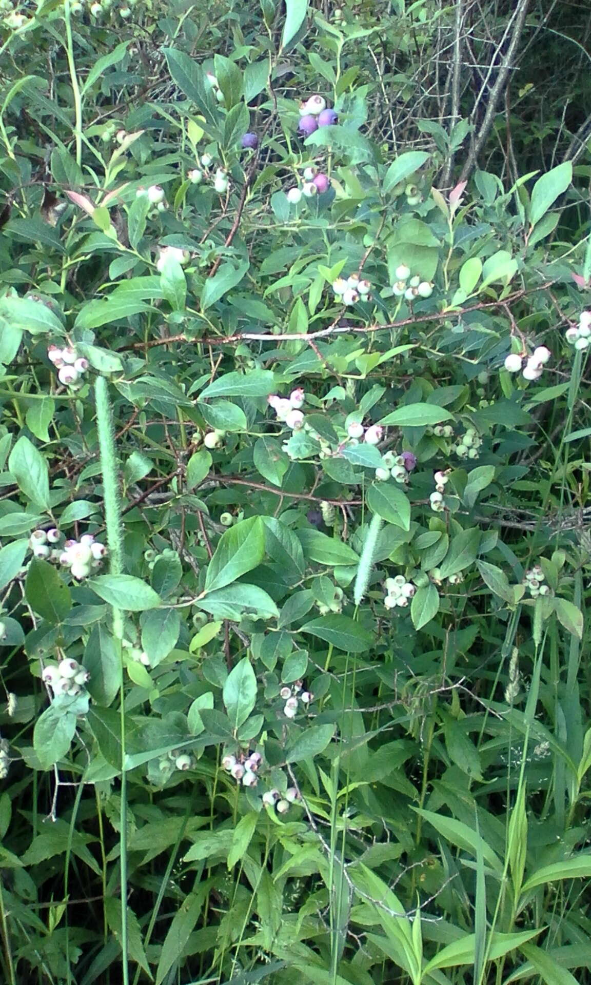 Image of Highbush blueberry