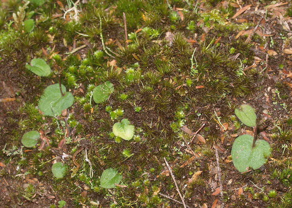 Image of Cyrtostylis rotundifolia Hook. fil.