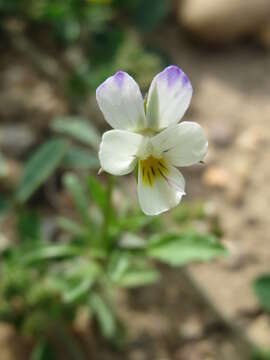 Слика од Viola arvensis Murray