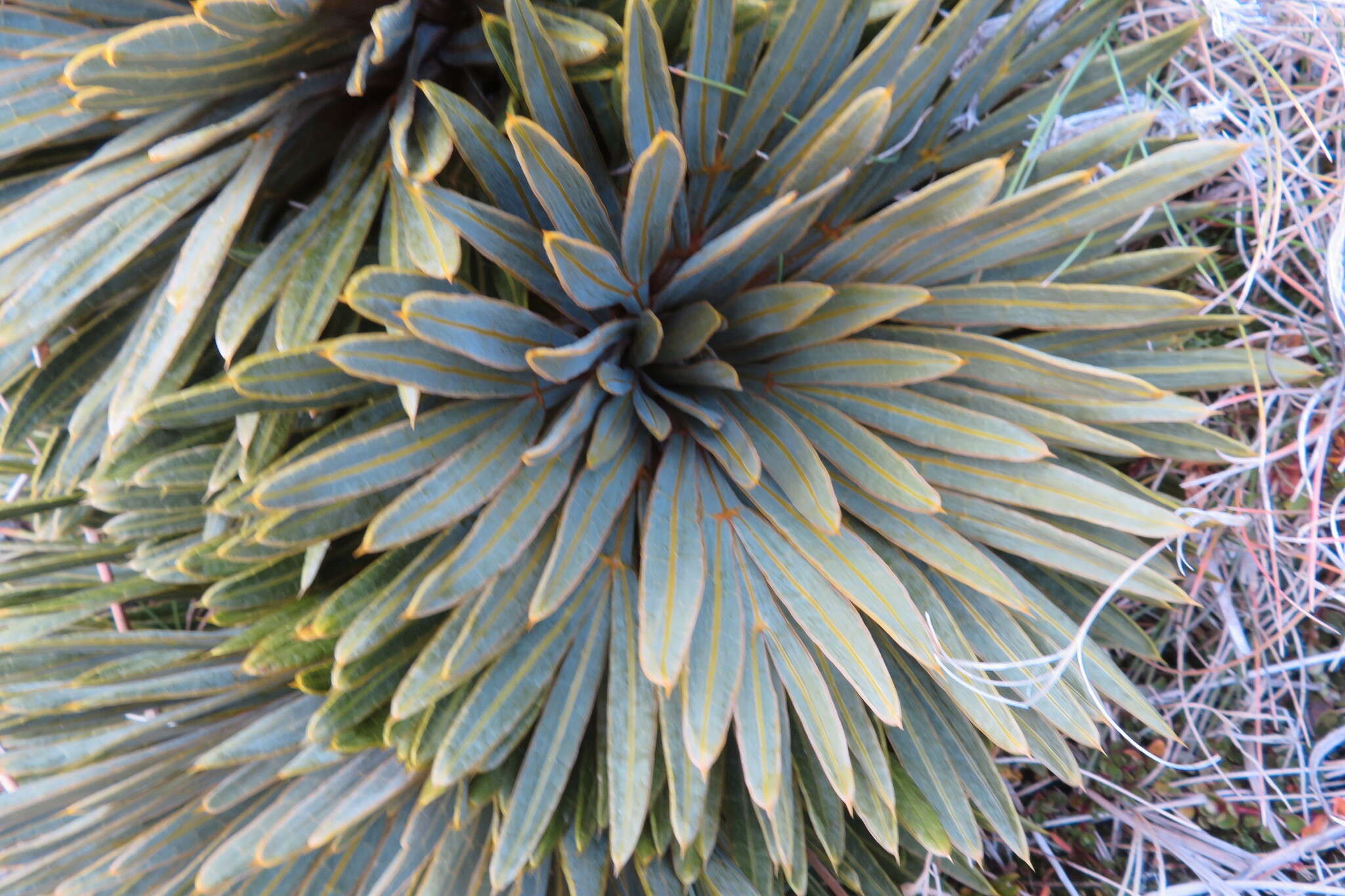 Image of Aciphylla crosby-smithii Petrie