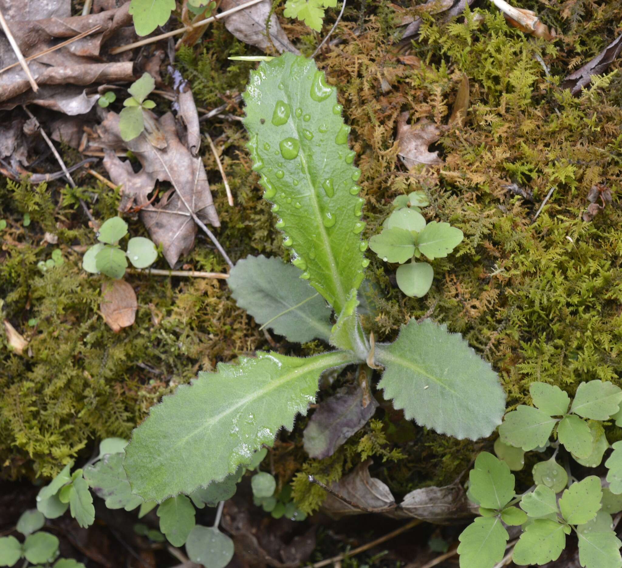 Image of Lettuce-Leaf Pseudosaxifrage