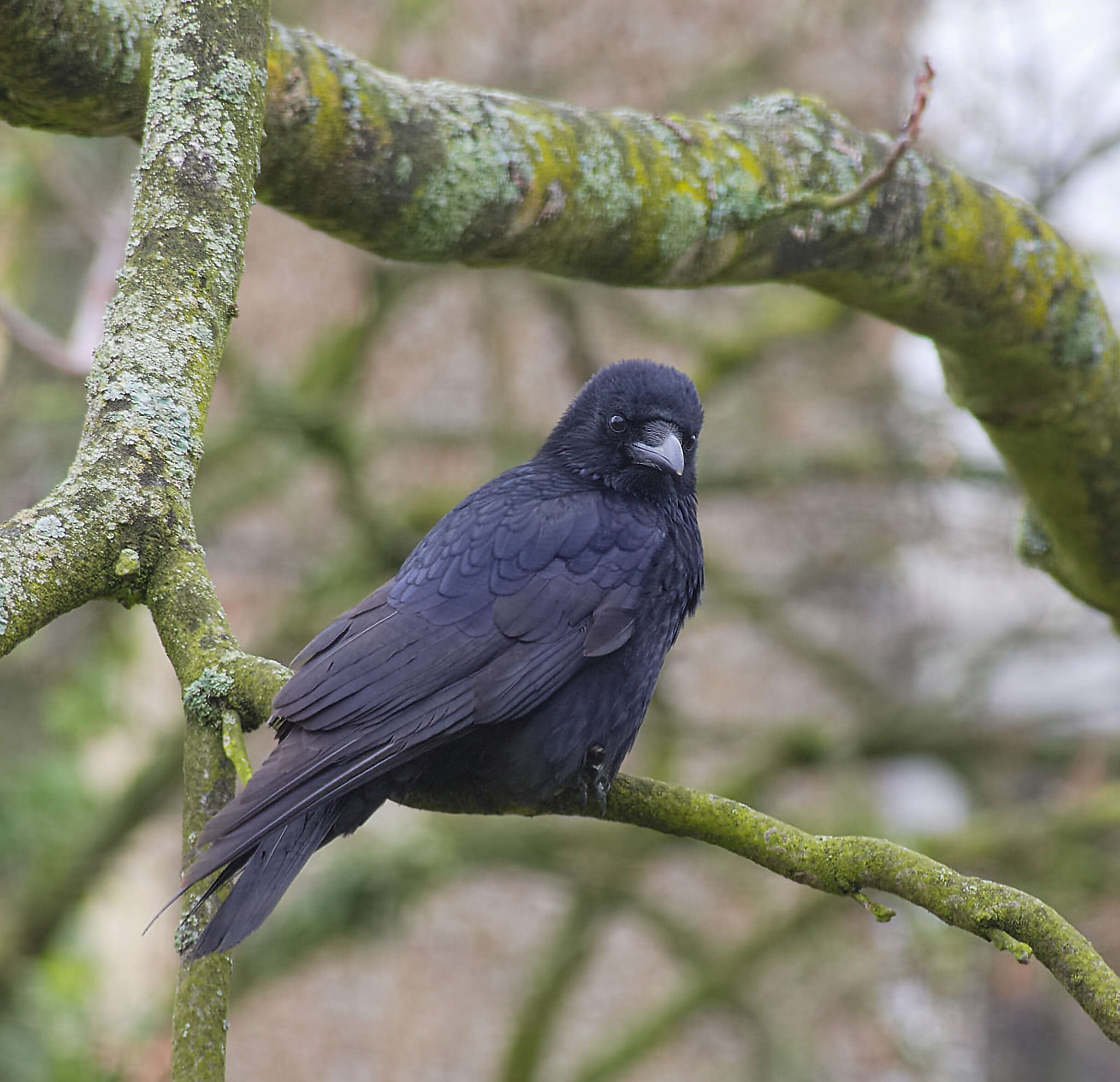 Image of Carrion Crow