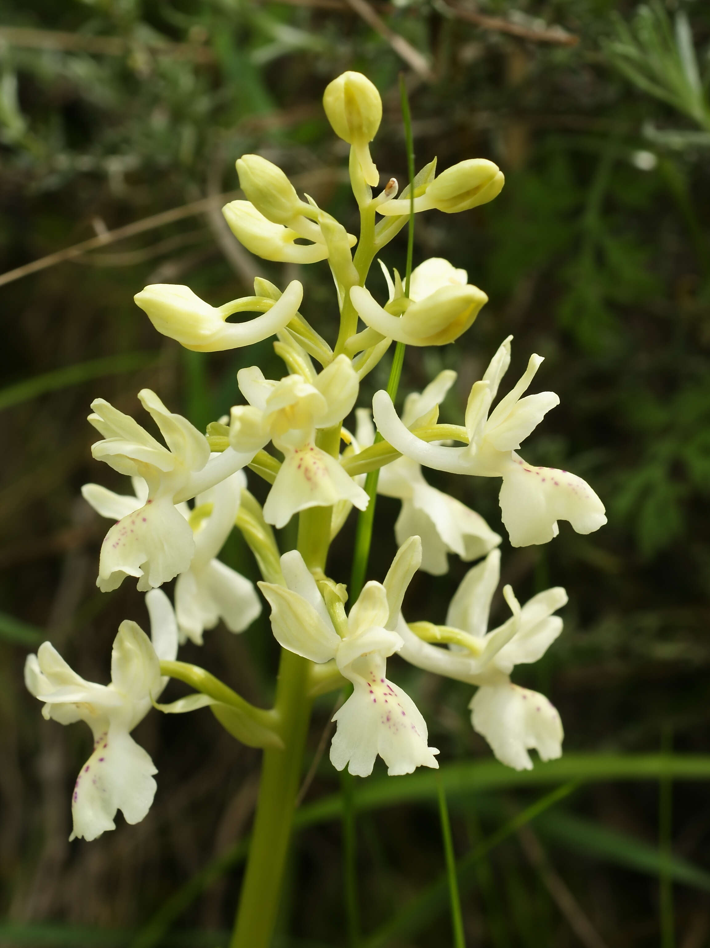 صورة Orchis provincialis Balb. ex Lam. & DC.