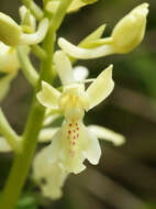 صورة Orchis provincialis Balb. ex Lam. & DC.