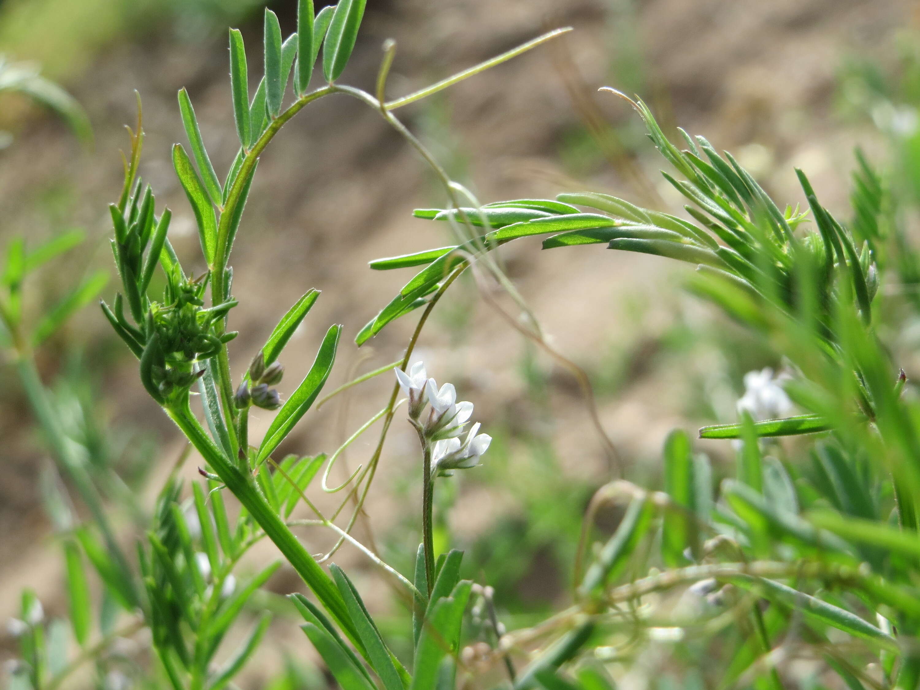 Image of Hairy Tare