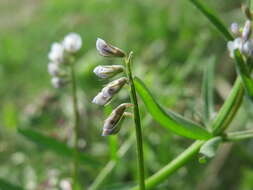 Image of Hairy Tare