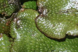 Image of Conocephalum conicum (L.) Dumort.