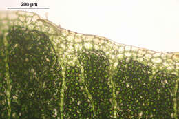 Image of Conocephalum conicum (L.) Dumort.