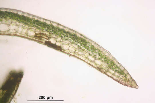 Image of Conocephalum conicum (L.) Dumort.