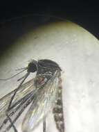 صورة Orthopodomyia signifera (Coquillett 1896)