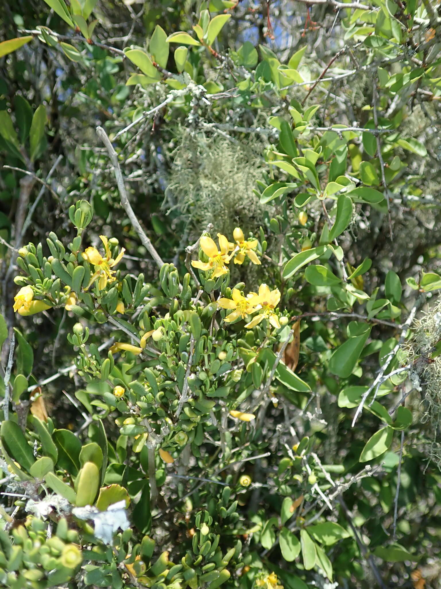 Image of Roepera flexuosa (Eckl. & Zeyh.) Beier & Thulin