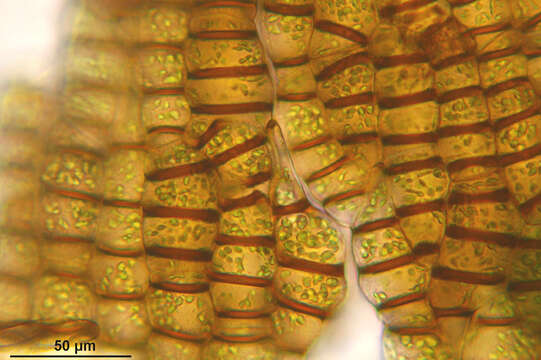 Image of Conocephalum conicum (L.) Dumort.