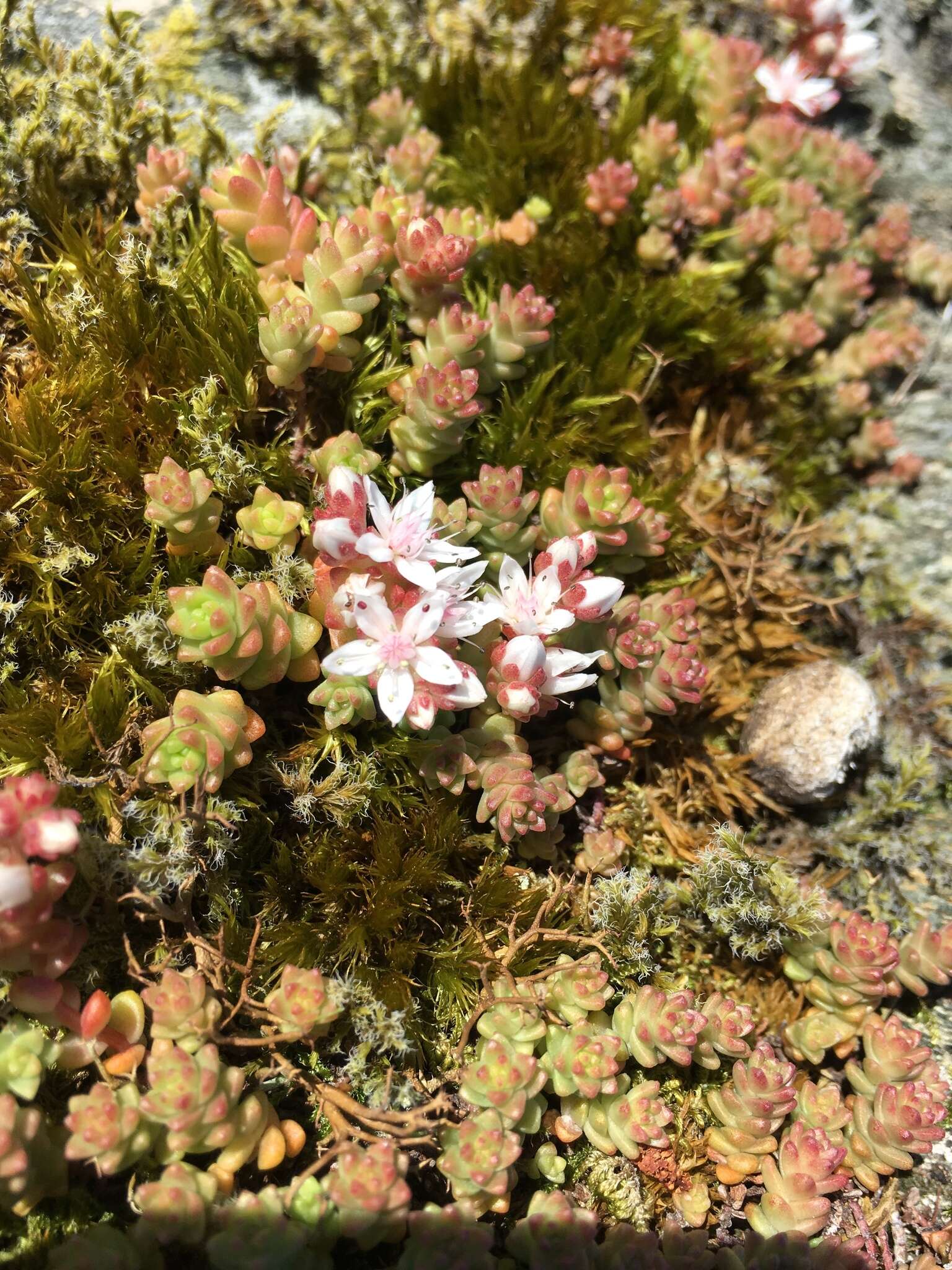 Image de Sedum anglicum Hudson