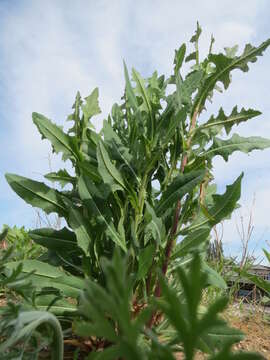 Image of prickly lettuce