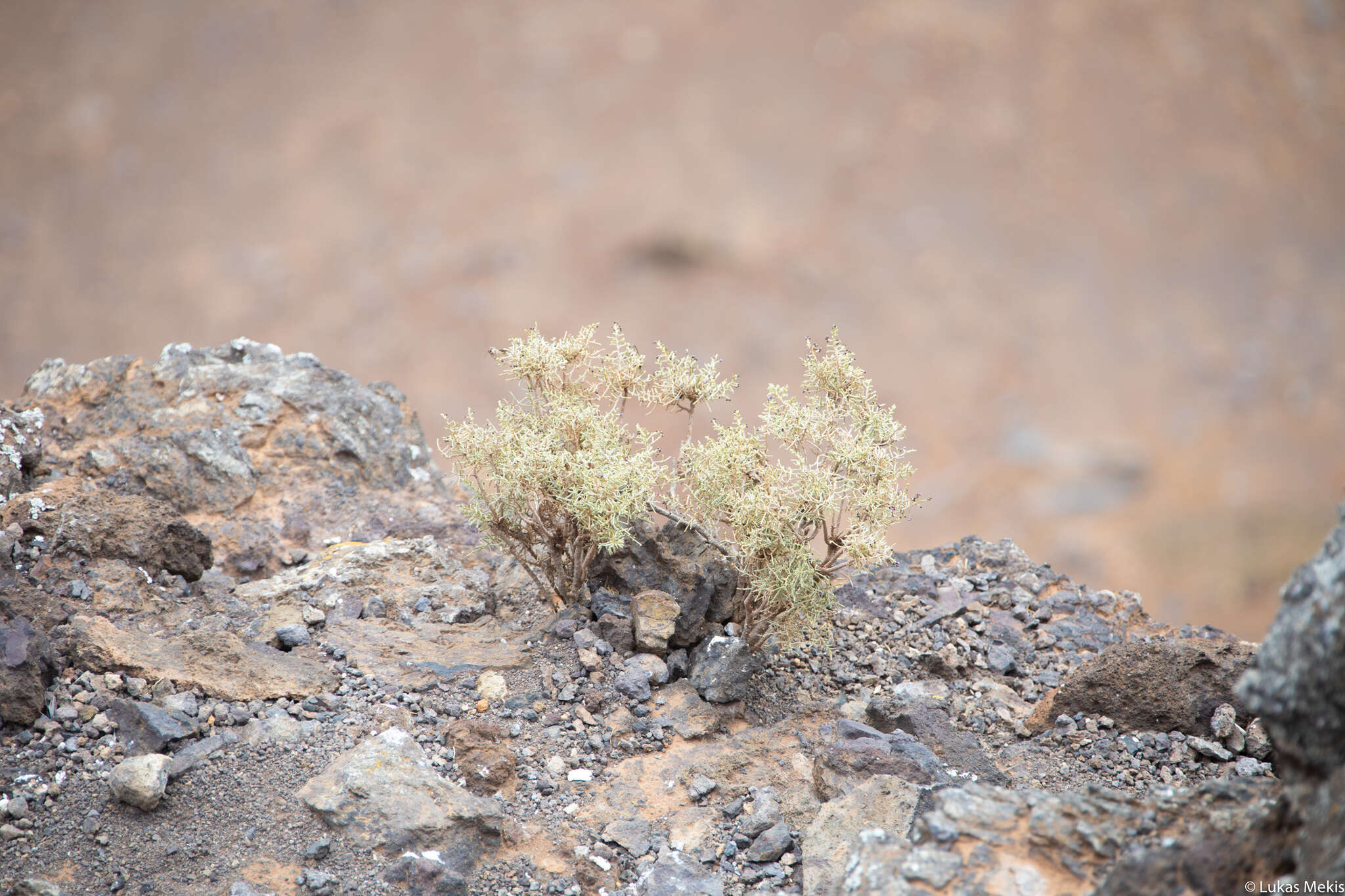 Image of Spergularia manicata (Skottsb.) Kool & Thulin