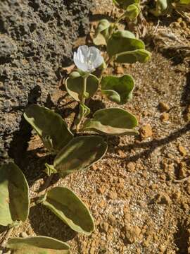 Image of oval-leaf clustervine