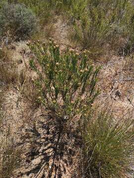 Image of <i>Leucadendron lanigerum</i> var. <i>laevigatum</i>