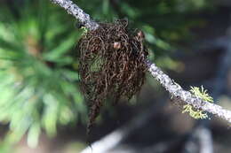 Image of Nodobryoria abbreviata (Müll. Arg.) Common & Brodo