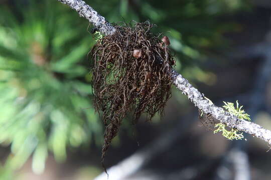 Image of Tufted Foxtail Lichen