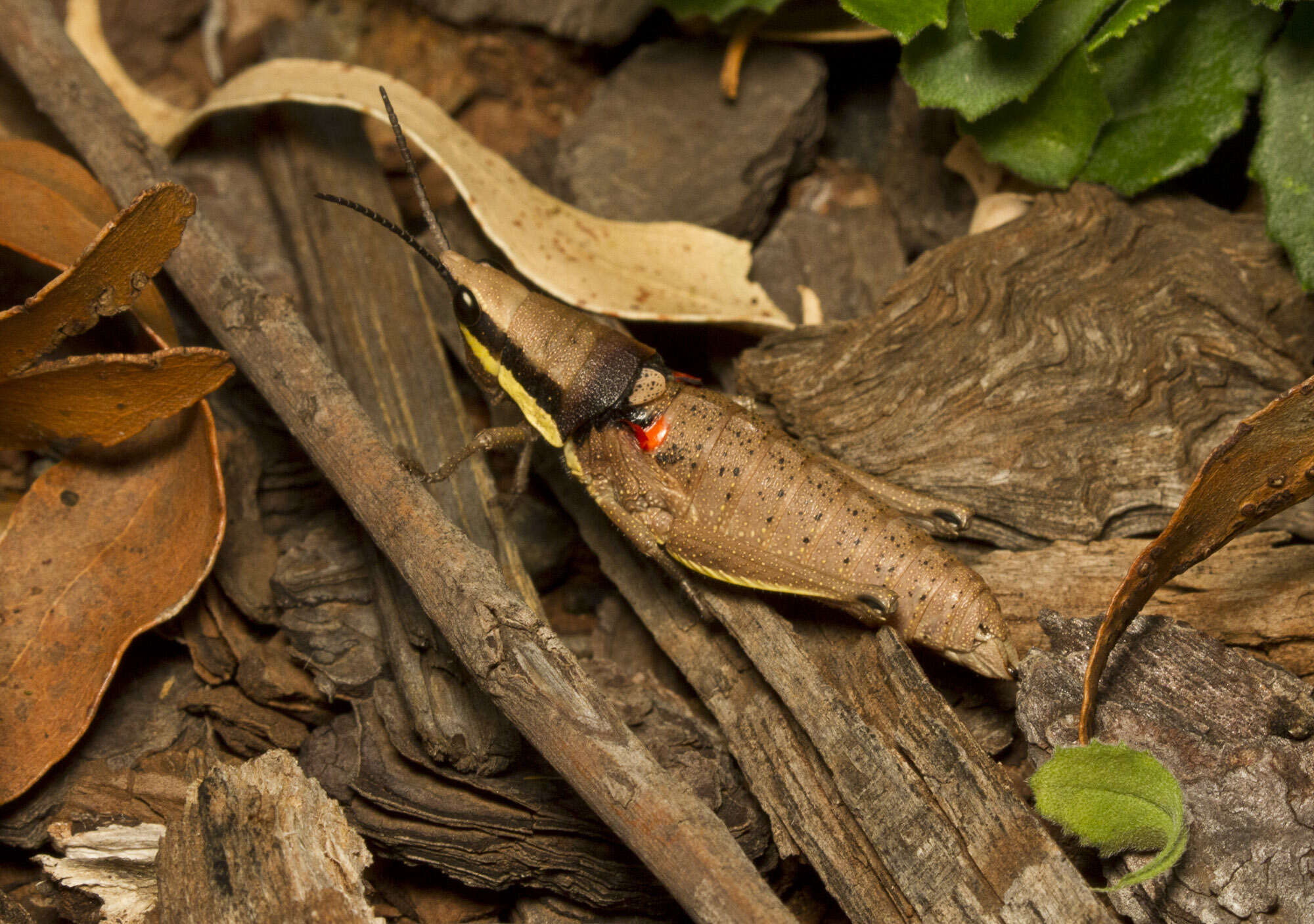 صورة Monistria discrepans (Walker & F. 1871)