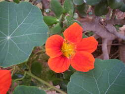 Image of Garden Nasturtium
