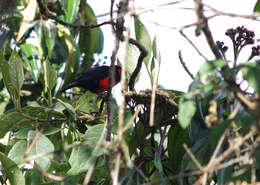 صورة Anisognathus igniventris (d'Orbigny & Lafresnaye 1837)