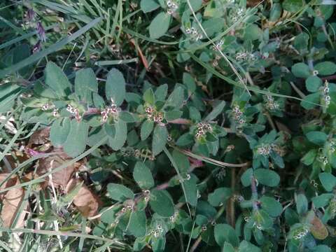 Imagem de Euphorbia velleriflora (Klotzsch & Garcke) Boiss.