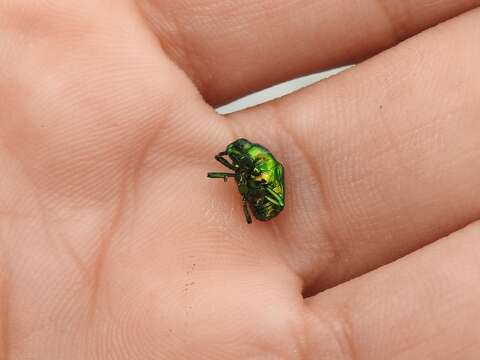 صورة Eurhinus viridis Boheman 1844