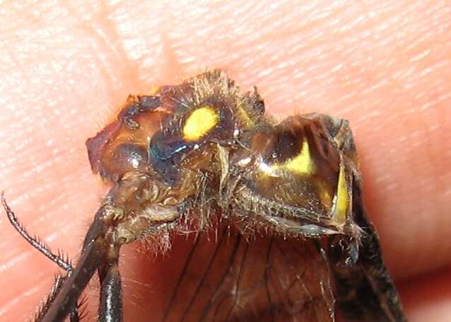 Image of Brush-tipped Emerald